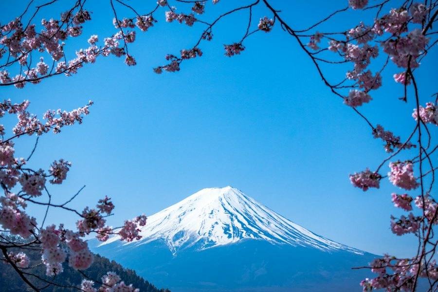 Mount Fuji behind a pagoda and cherry blossoms