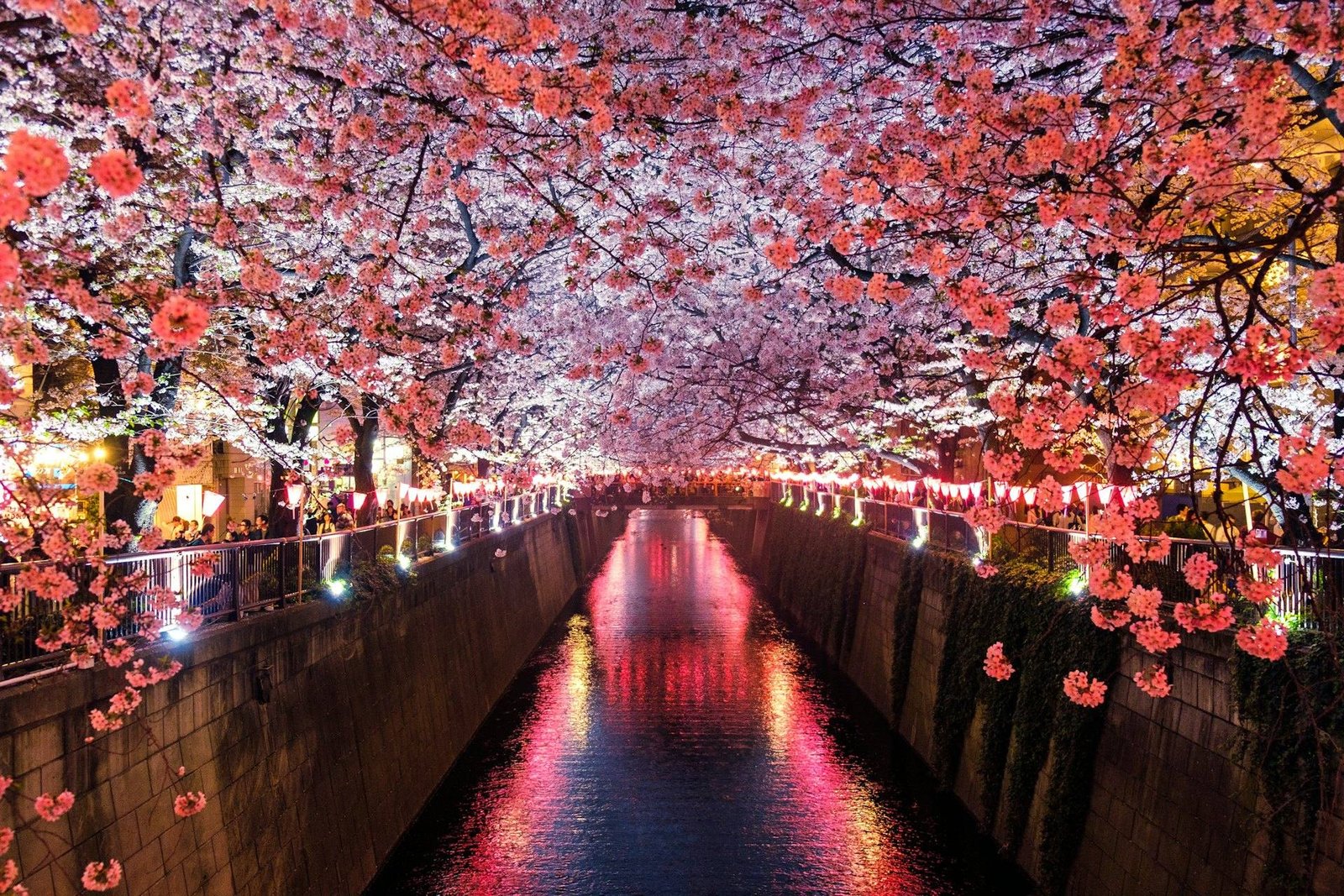 Cherry blossoms over a river in Tokyo