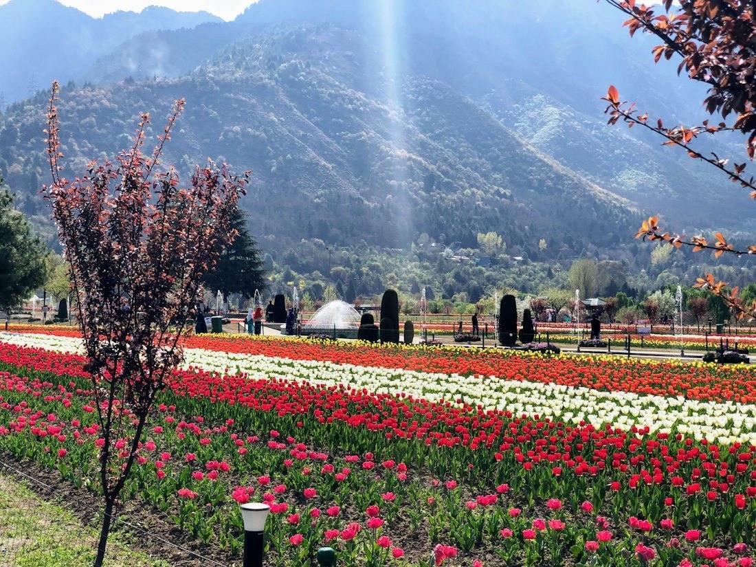 Tulip garden in Srinagar, Kashmir